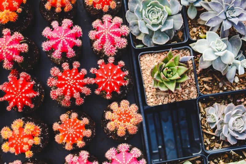 Compact Plant Varieties