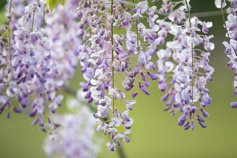 Hanging Garden Solutions
