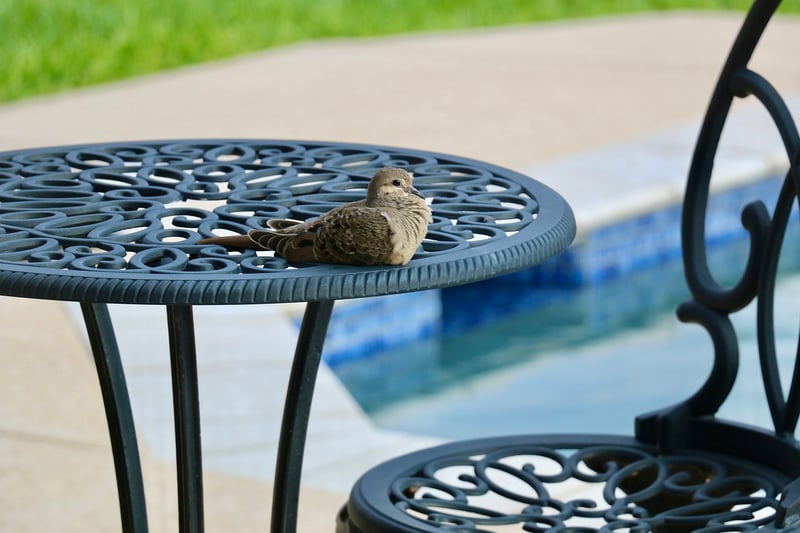 Patio Garden Picks