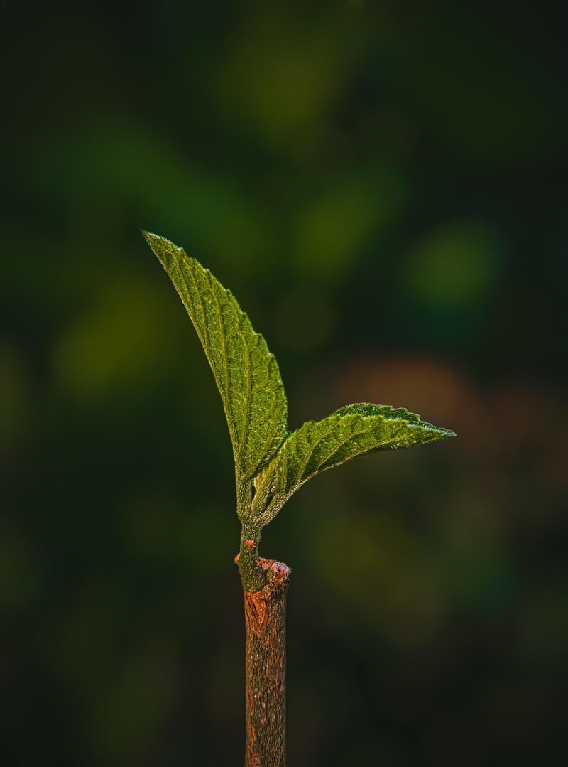 Vertical Garden