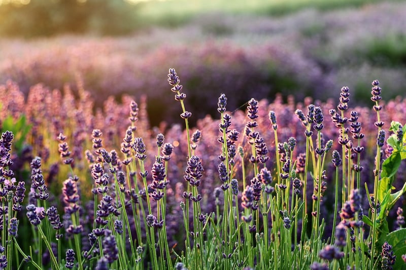 Lavender field