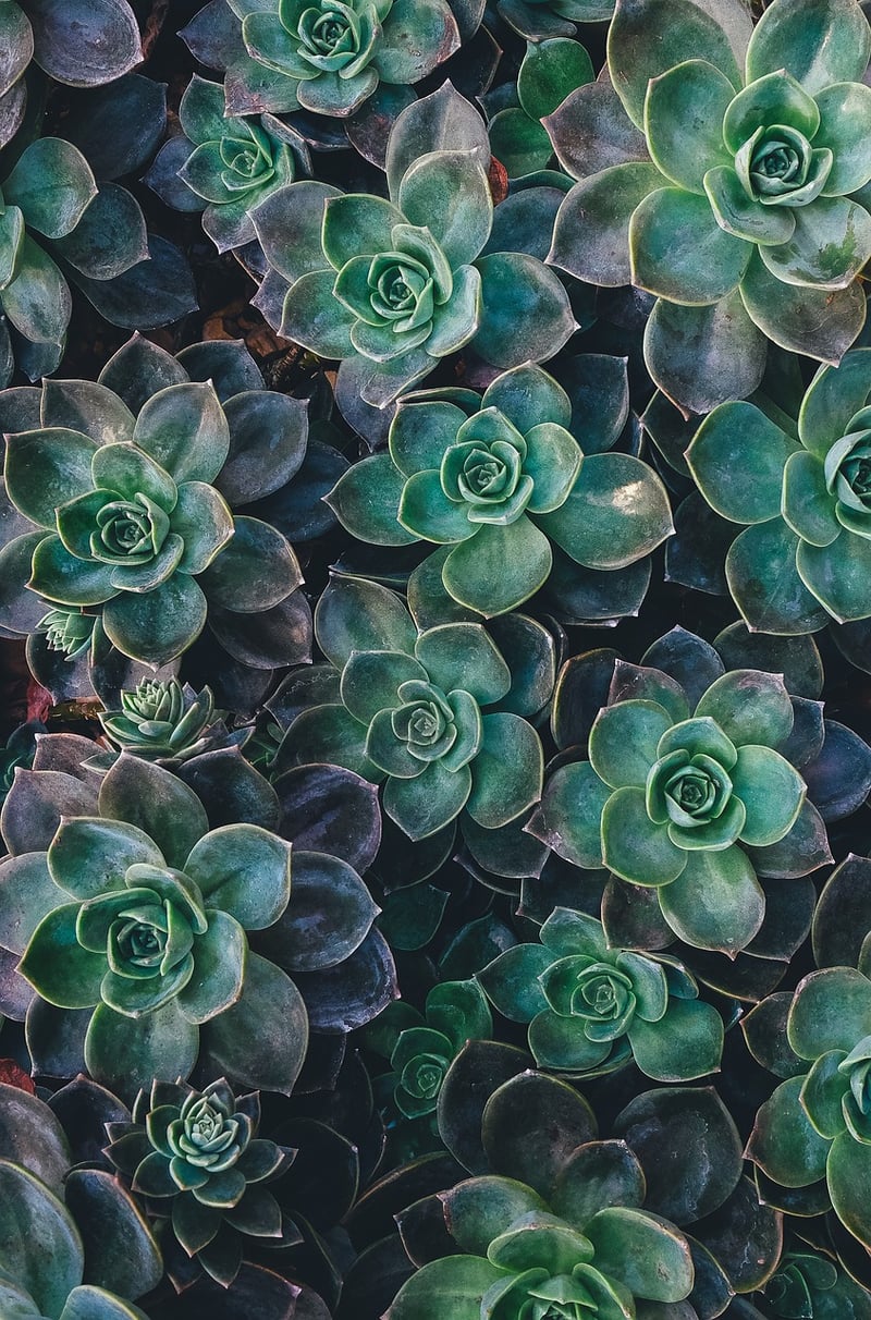 Pothos